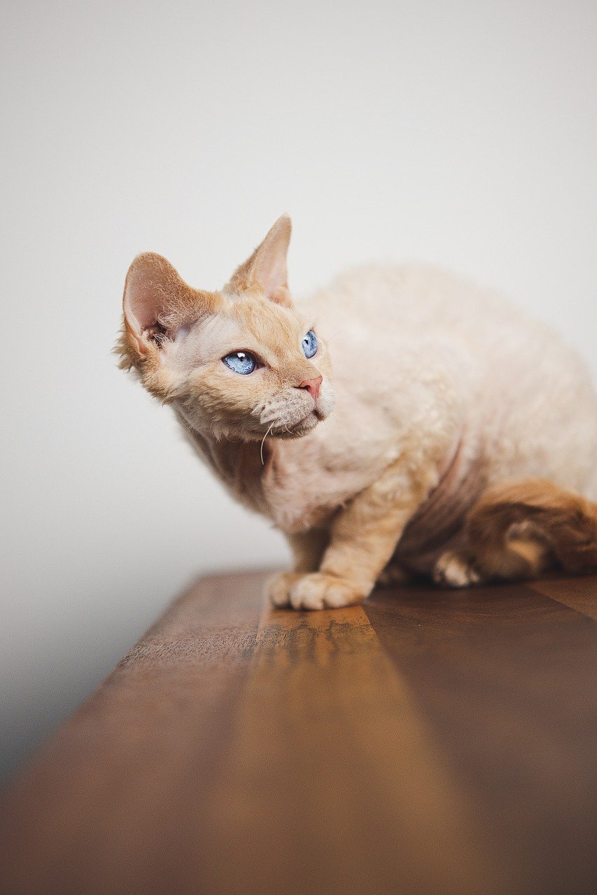 Devon Rex