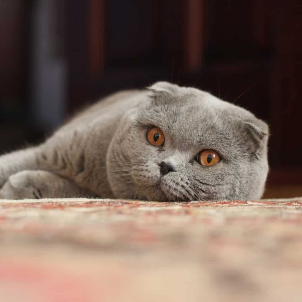 Scottish fold