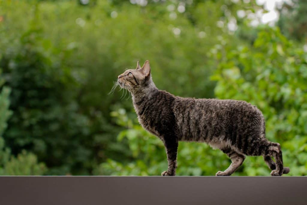 Een Cornish rex in het bos