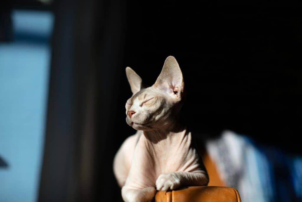 Sphynx liggend op tafel