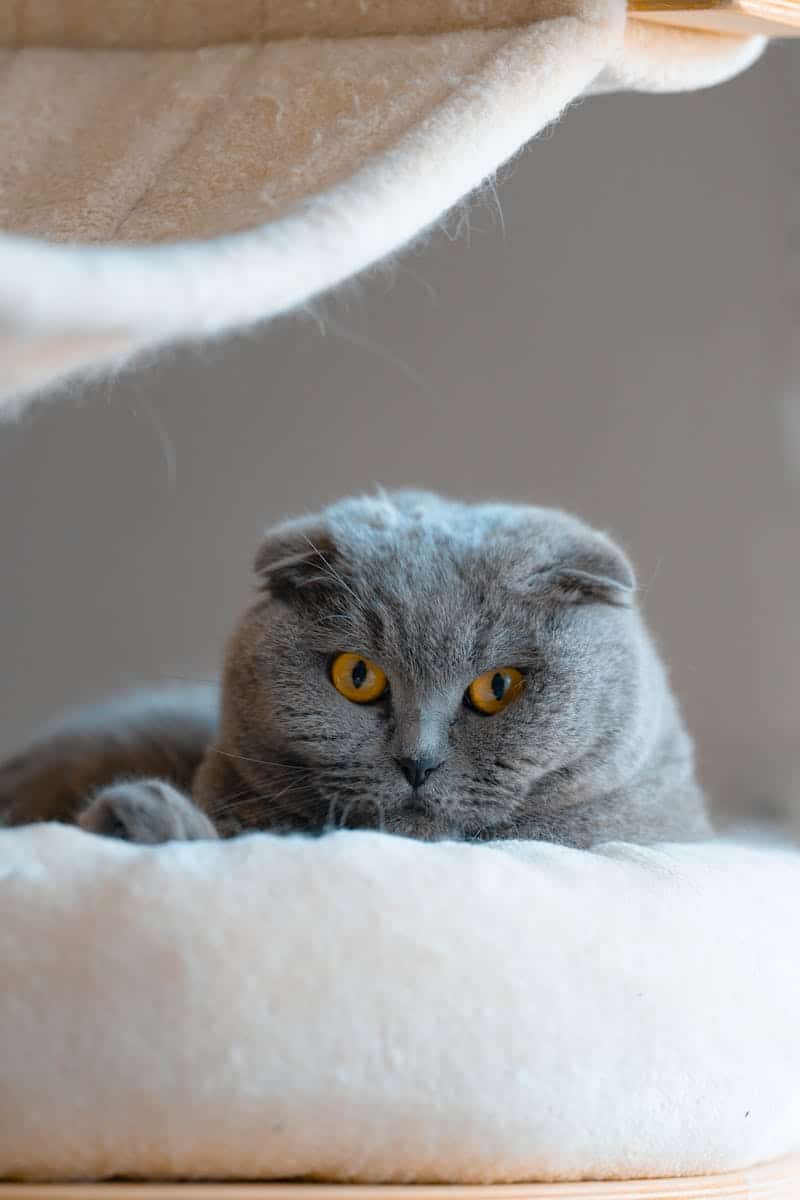 Scottish fold