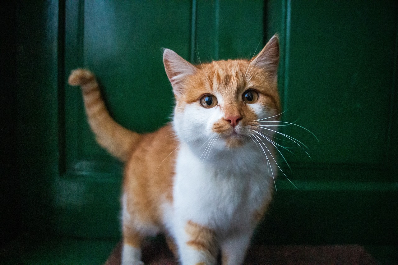 Oranje-witte Kat