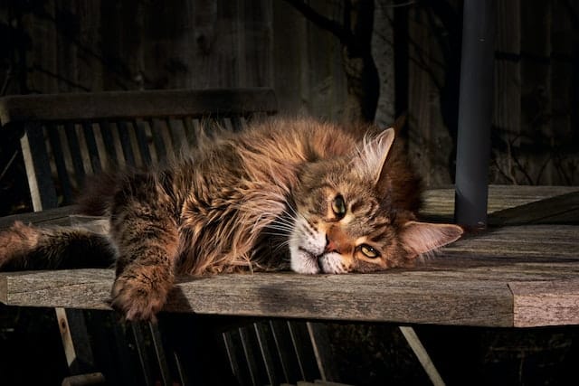 Maine Coon