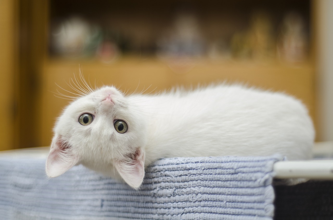 Witte kitten