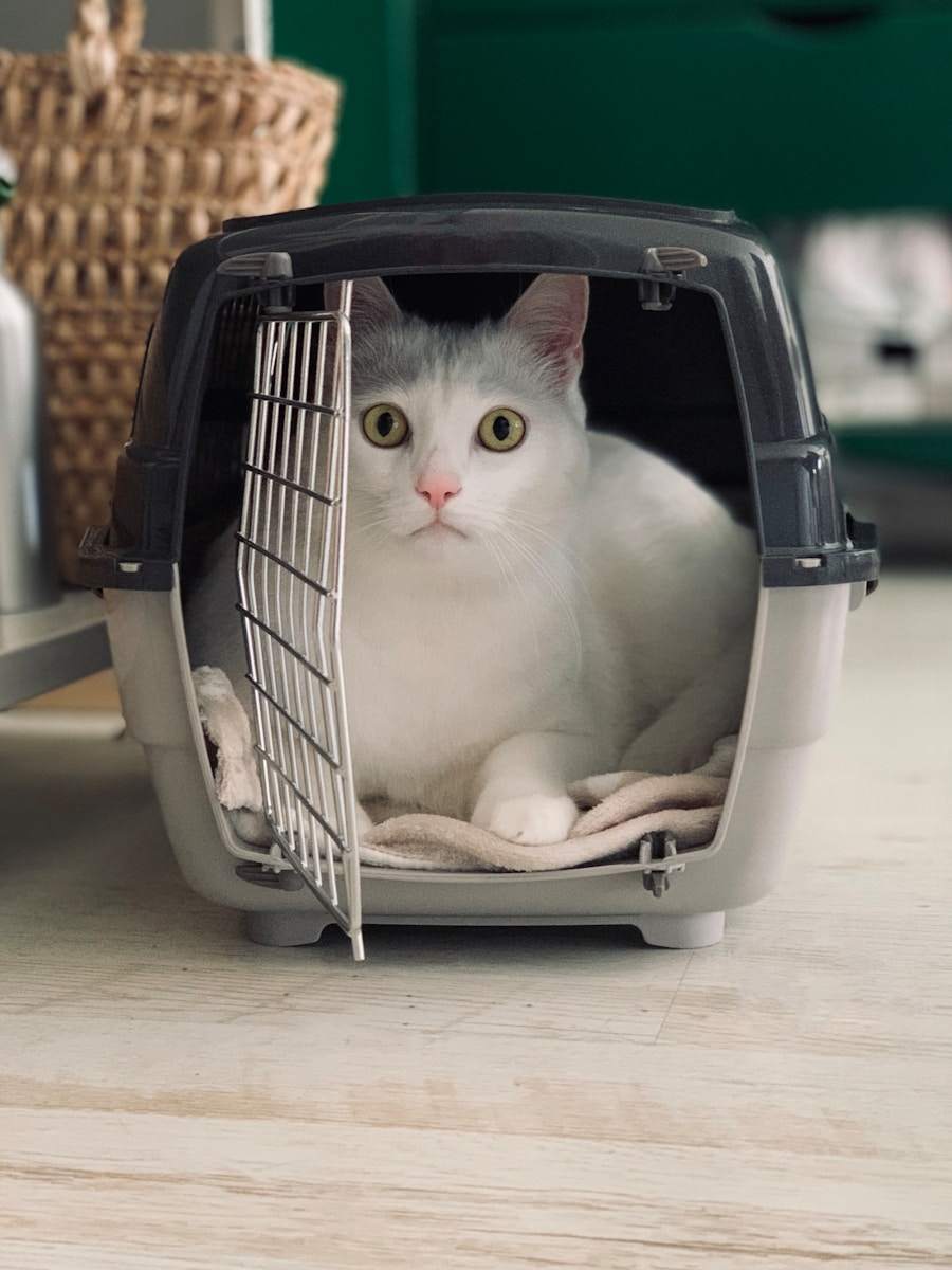 kat in transportmand