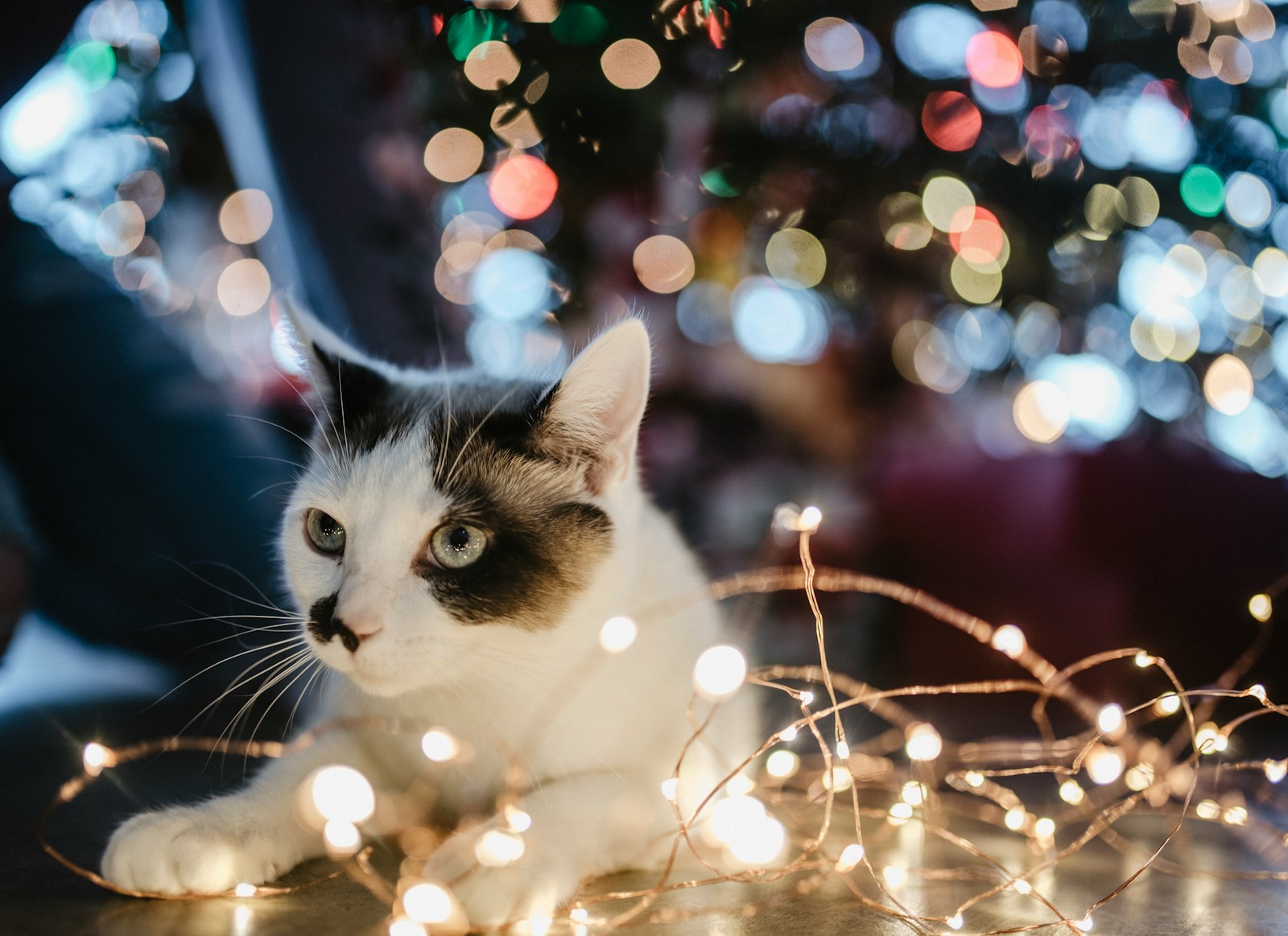 Kat met kerstverlichting