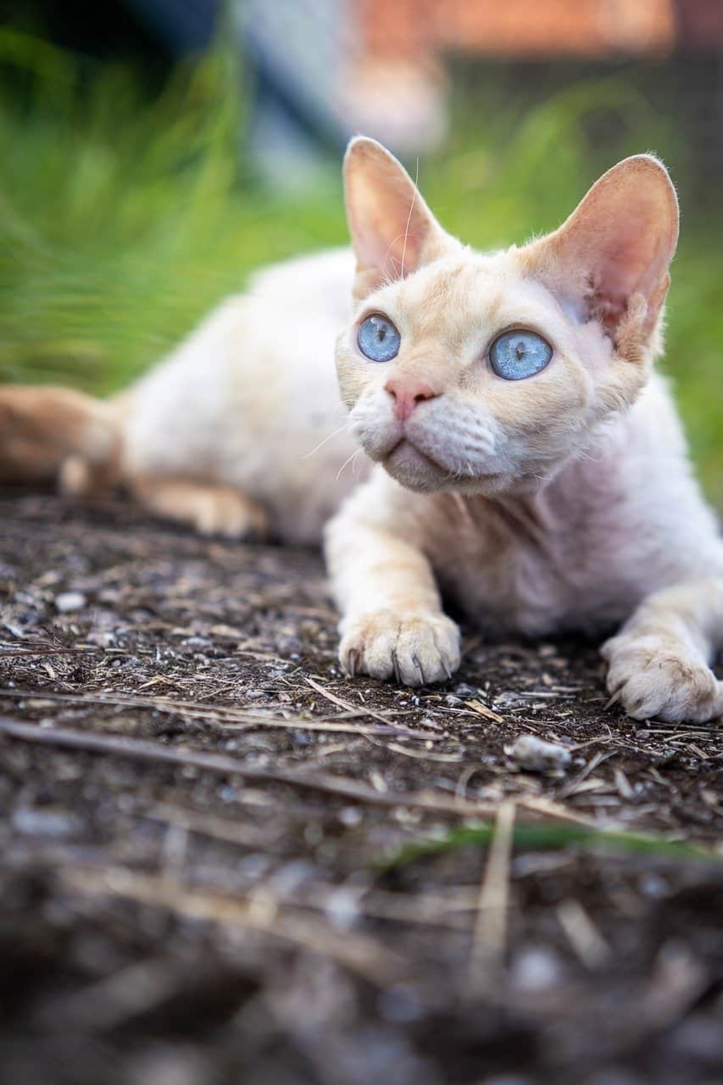 Devon Rex